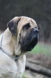 MASTIFF 183